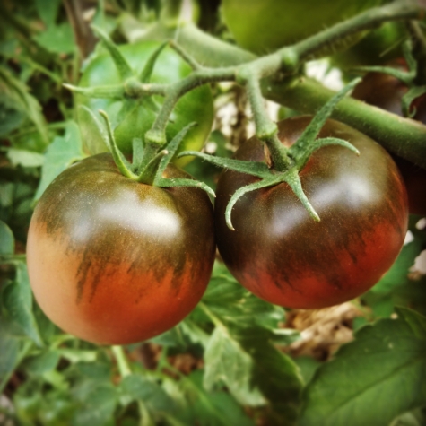 Black Krim Heirloom Tomatoes